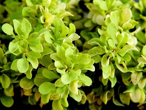 Berberys ‘Goldalita’