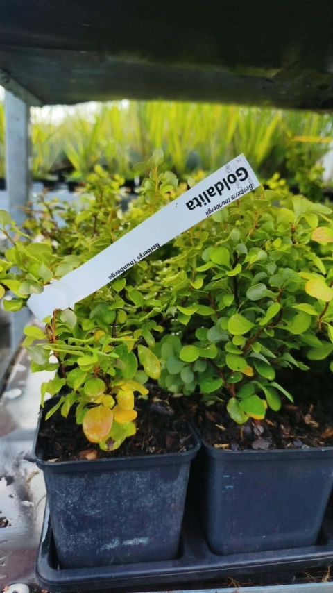 Berberys ‘Goldalita’