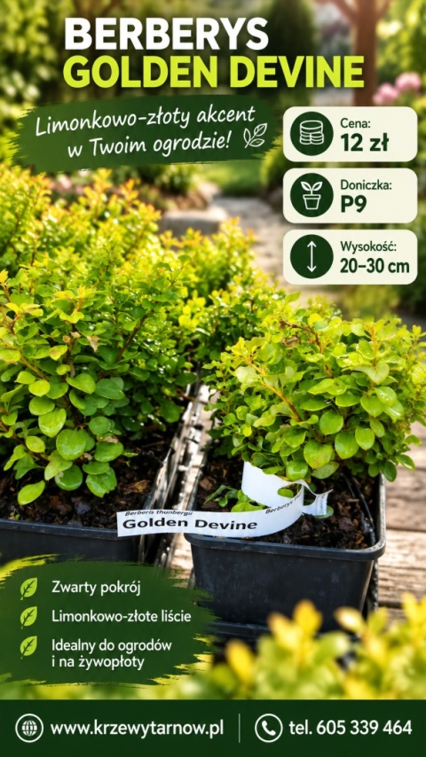 Berberys ‘Golden Devine’