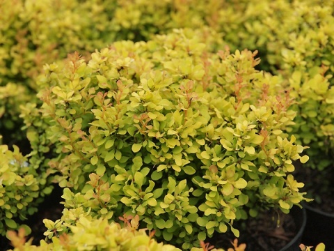 Berberys ‘Golden Devine’