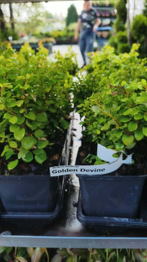 Berberys ‘Golden Devine’