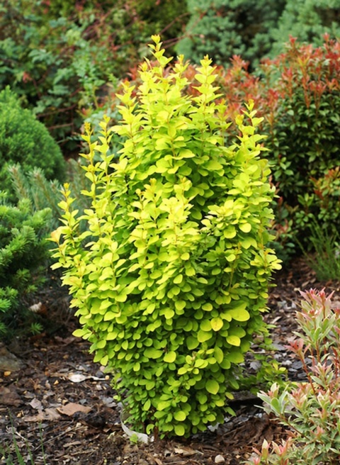 Berberys ‘Golden Tower’