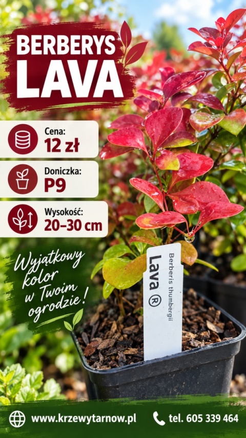 Berberys ‘Lava’