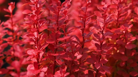Berberys ‘Lava’