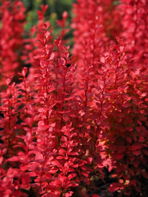 Berberys ‘Lava’