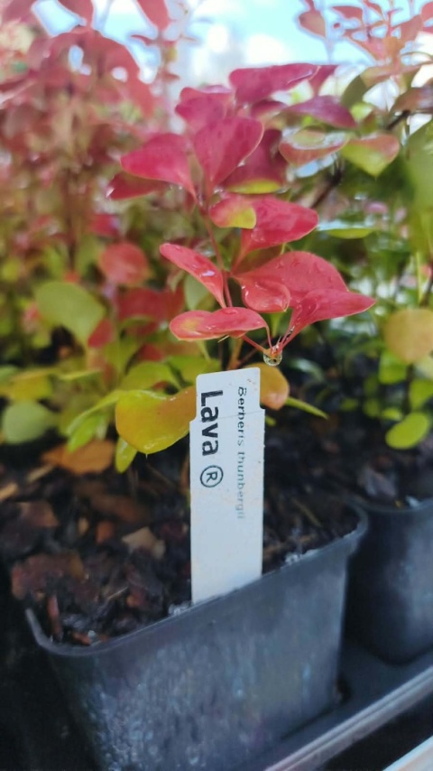 Berberys ‘Lava’