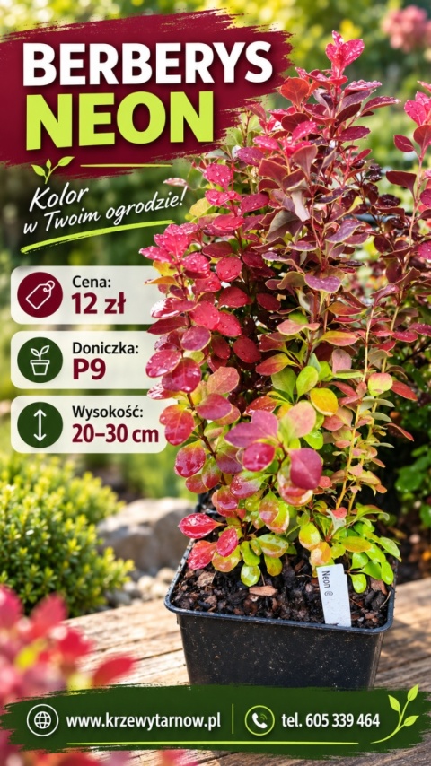 Berberys ‘Neon’