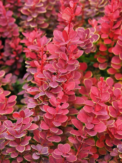 Berberys ‘Neon’