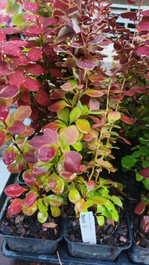 Berberys ‘Neon’