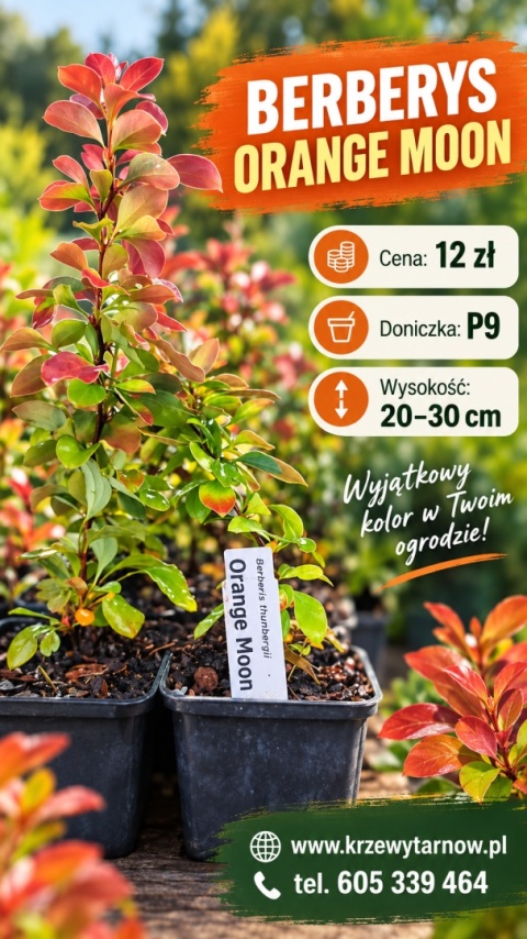 Berberys ‘Orange Moon’