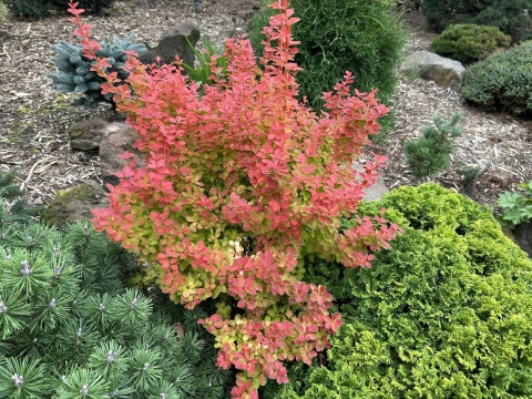 Berberys ‘Orange Moon’
