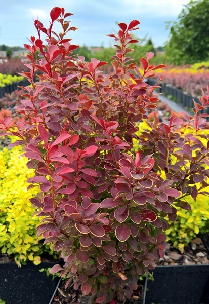 Berberys ‘Orange Moon’