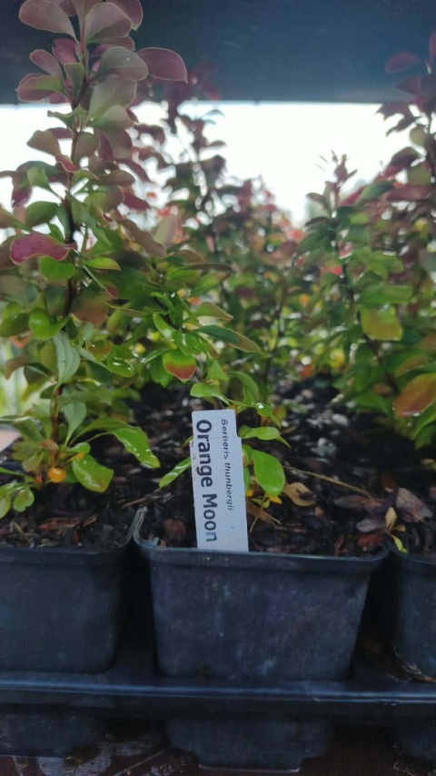 Berberys ‘Orange Moon’