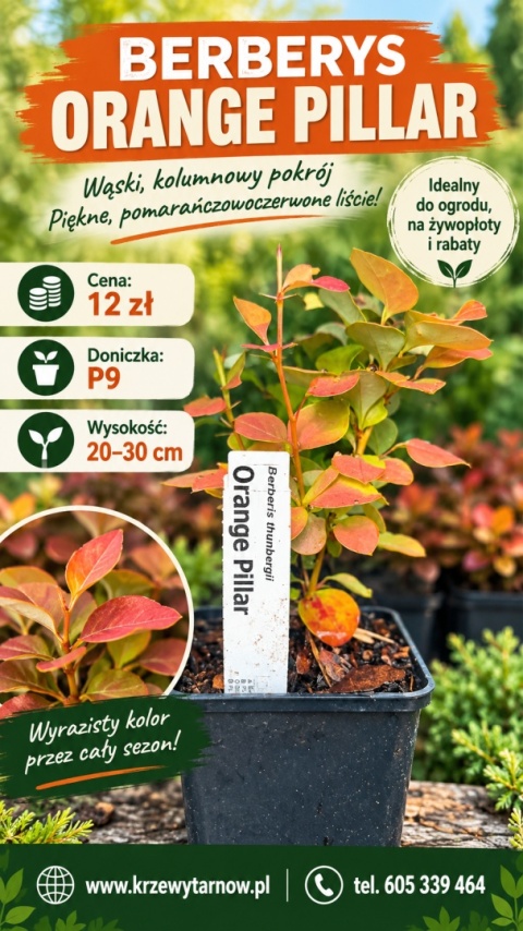 Berberys ‘Orange Pillar’