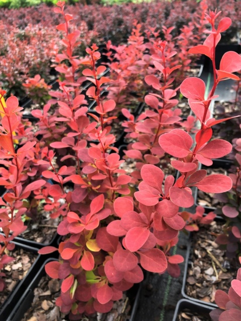 Berberys ‘Orange Pillar’
