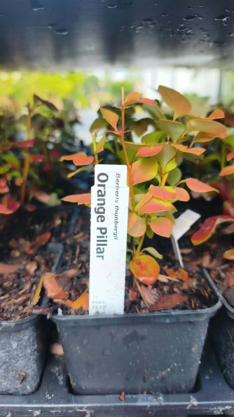 Berberys ‘Orange Pillar’