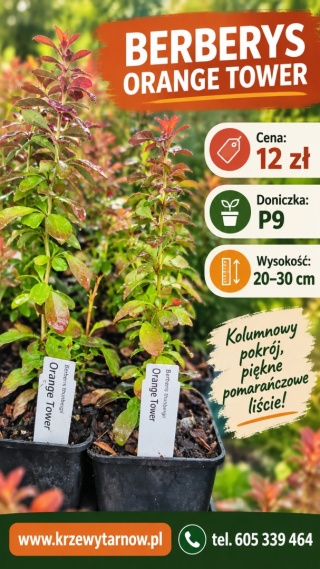 Berberys ‘Orange Tower’