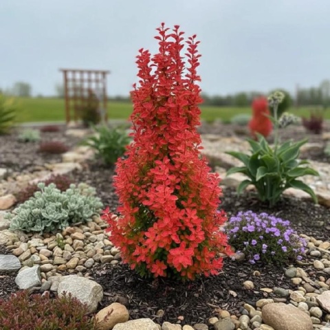 Berberys ‘Orange Tower’