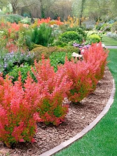 Berberys ‘Orange Tower’