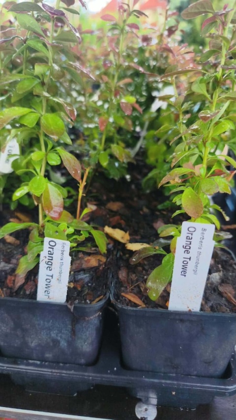 Berberys ‘Orange Tower’