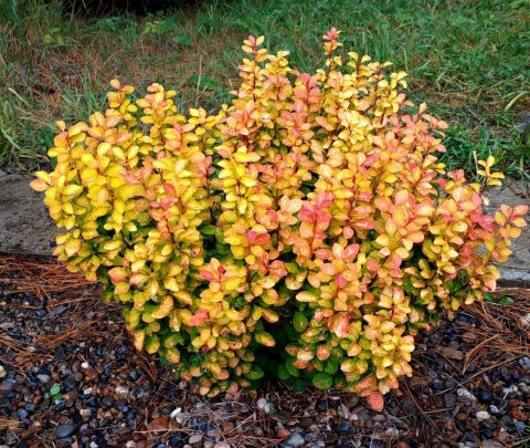 Berberys ‘Summer Sunset’