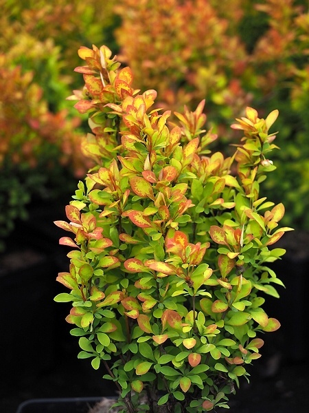 Berberys ‘Summer Sunset’