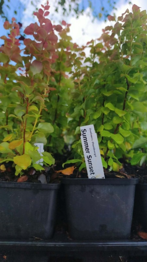 Berberys ‘Summer Sunset’