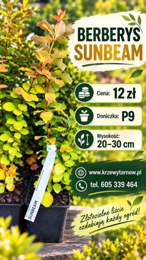 Berberys ‘Sunbeam’