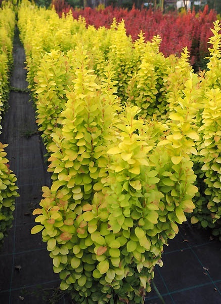 Berberys ‘Sunbeam’