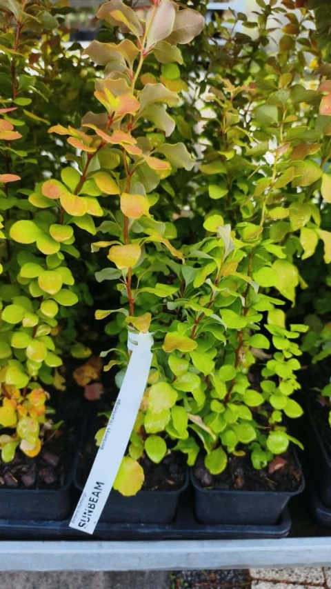 Berberys ‘Sunbeam’