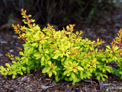 Berberys Thunberga ‘Yellow Cobra’