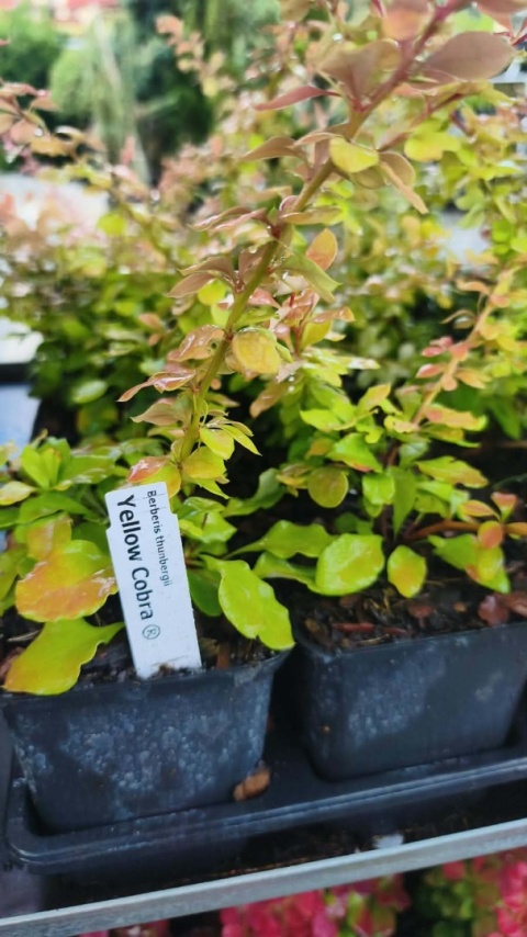 Berberys Thunberga ‘Yellow Cobra’