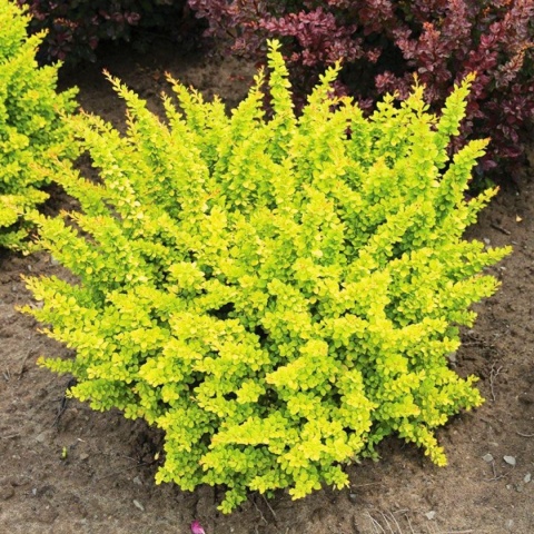 Berberys Thunberga ‘Yellow Cobra’