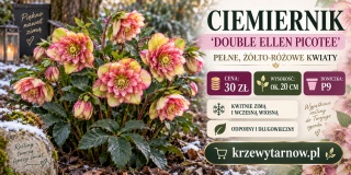 Ciemiernik ‘Double Ellen Picotee’