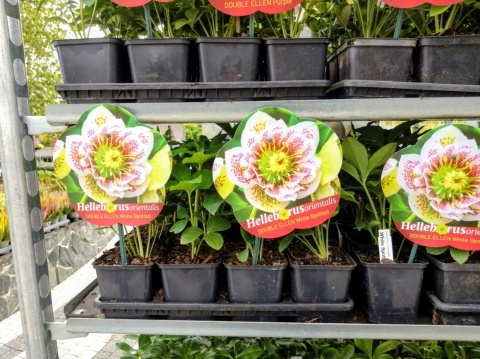 Ciemiernik ‘Double Ellen Picotee’