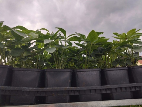 Ciemiernik ‘Double Ellen Picotee’