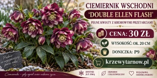 Ciemiernik wschodni ‘Double Ellen Flash’