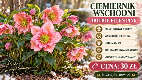 Ciemiernik wschodni ‘Double Ellen Pink’