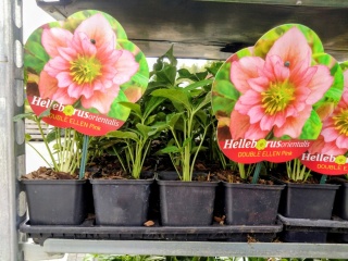 Ciemiernik wschodni ‘Double Ellen Pink’