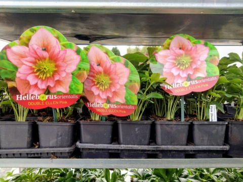 Ciemiernik wschodni ‘Double Ellen Pink’