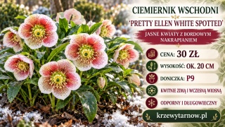 Ciemiernik wschodni ‘Double Ellen Pink’