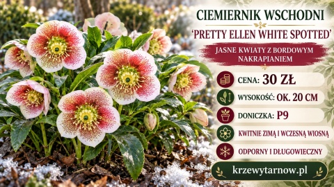 Ciemiernik wschodni ‘Double Ellen Pink’