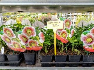 Ciemiernik wschodni ‘Double Ellen Pink’