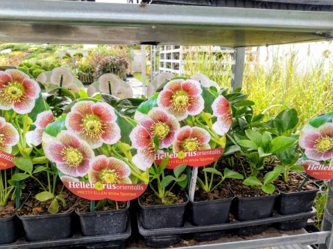 Ciemiernik wschodni ‘Double Ellen Pink’