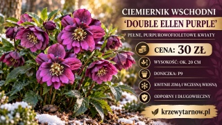 Ciemiernik wschodni ‘Double Ellen Purple’