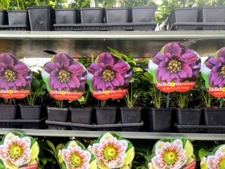Ciemiernik wschodni ‘Double Ellen Purple’