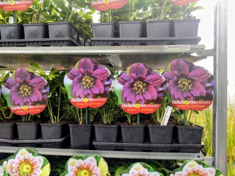 Ciemiernik wschodni ‘Double Ellen Purple’