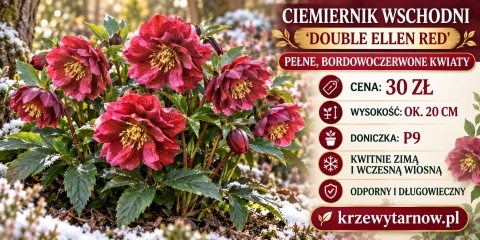 Ciemiernik wschodni ‘Double Ellen Red’