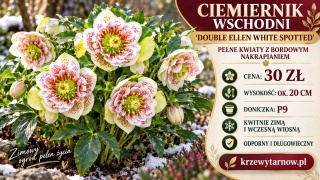 Ciemiernik wschodni ‘Double Ellen White Spotted’