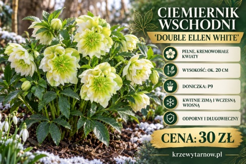 Ciemiernik wschodni ‘Double Ellen White’